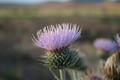 Musk Thistle (Carduus nutans)