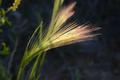Dawn lit Grass