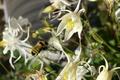 Bumble Bee - Columbine (Aquilegia vulgaris)