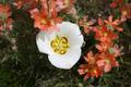 Sego Lilly and Orange Globe Mallow