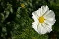 Cosmos (Cosmos bipinnatus) - White