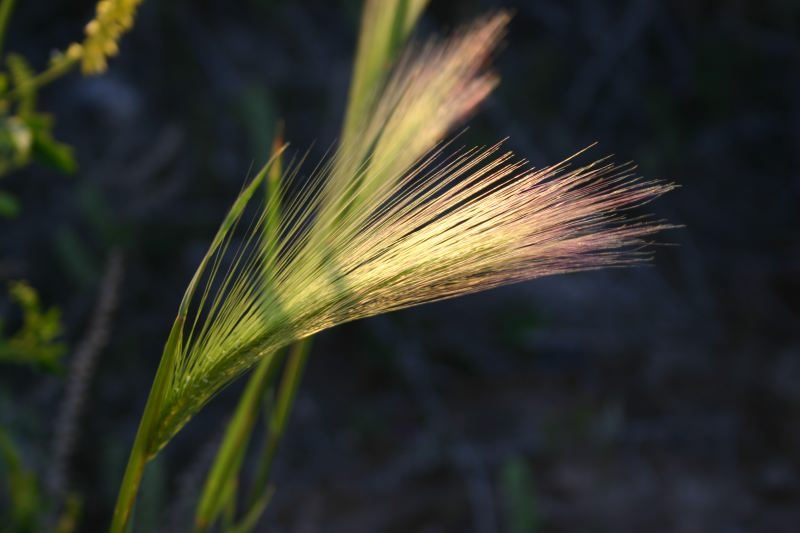 Dawn lit Grass