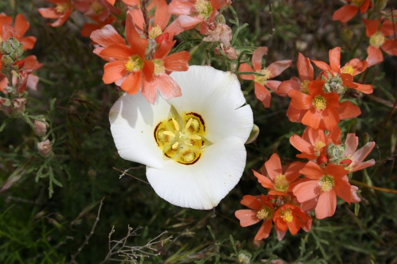 Sego Lilly and Orange Globe Mallow
