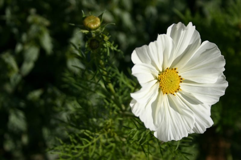 Cosmos (Cosmos bipinnatus) - White