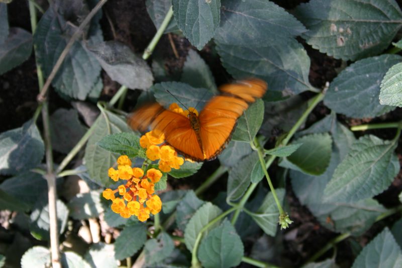 Butterfly In Motion