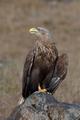 White-tailed Eagle