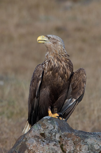 White-tailed Eagle