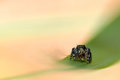 Spider-With-Food-DSC_2455.jpg