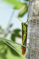 Hopper-_DSC_2450.jpg