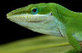 lizard.jpg