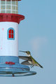 humming1.jpg