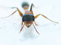 ant copy.jpg