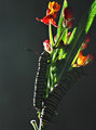 Monarchs_and_flower_day-5.jpg