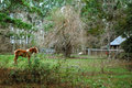 Holsteiner - German Horse