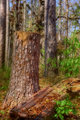 HDR - Pine Stump
