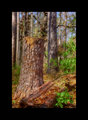 Stump