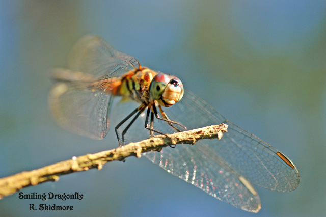 Smiling Dragonfly