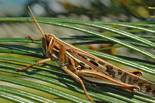 hopper.jpg