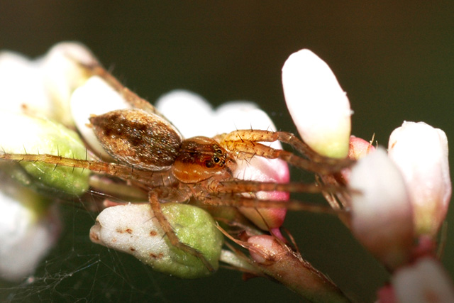 f11_1-500_shutter_spider.jpg