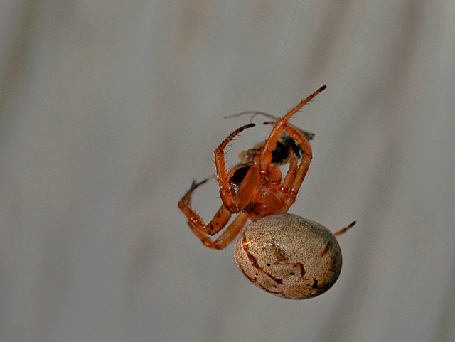 spiderDSC_6845_edit.jpg