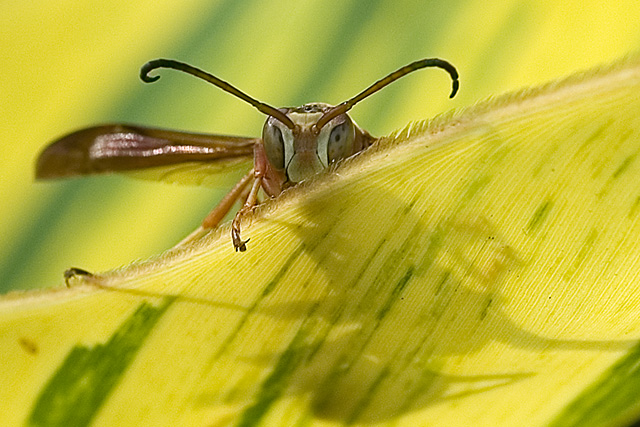 wasplook.jpg