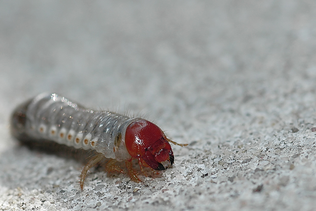 Grub, beetle, dead grass, Japaneese