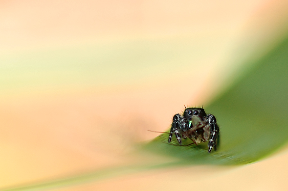 Spider-With-Food-DSC_2455.jpg