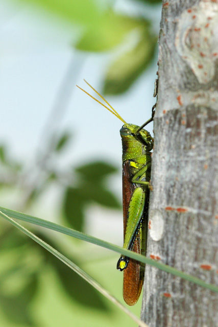 Hopper-_DSC_2450.jpg