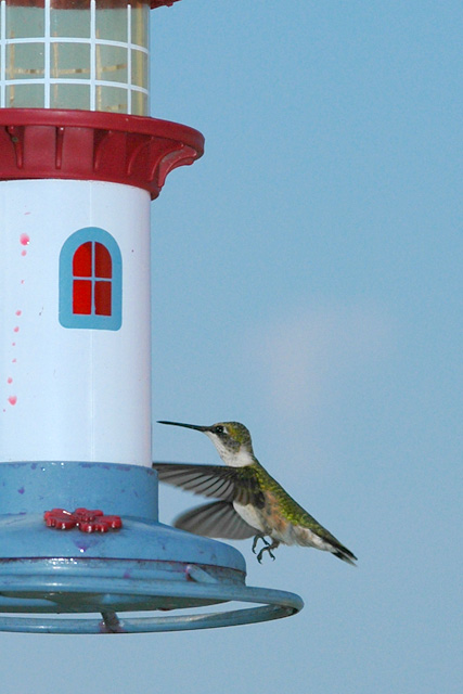 humming1.jpg