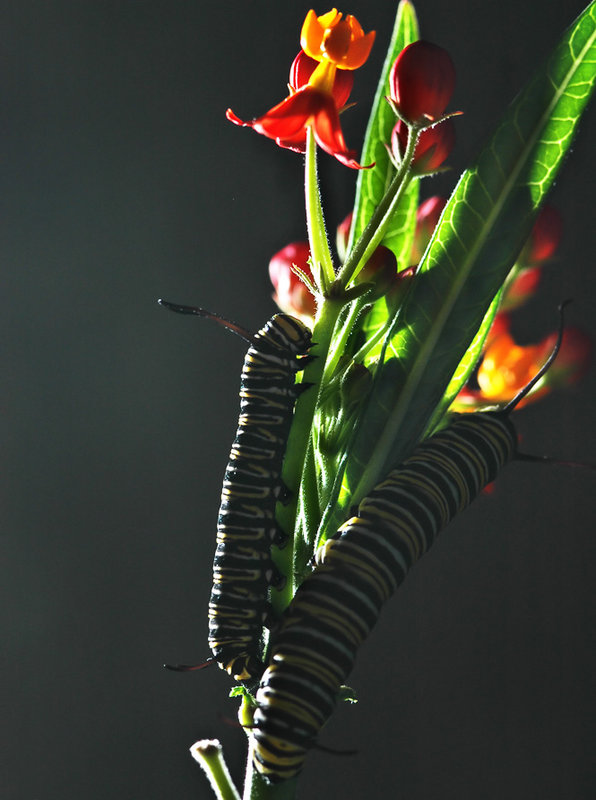 Monarchs_and_flower_day-5.jpg