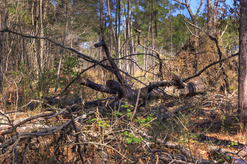 HDR - Uprooted Oak