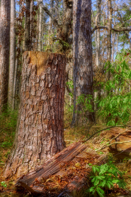 HDR - Pine Stump