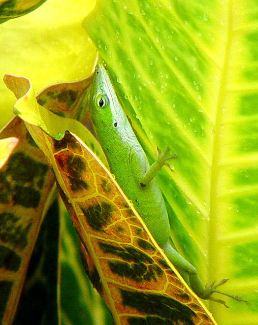 Can you See Me Now?