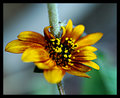 Flower2