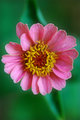 Flower1