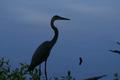 GBH