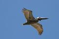 Pelican