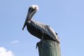 Pelican1