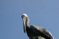 Pelican 2
