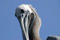 Pelican 3