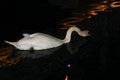 Swan at night