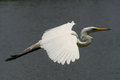 Egret