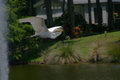 Egret 2