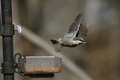 Mealworm snack