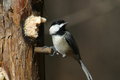 Chickadee