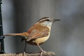 Carolina Wren