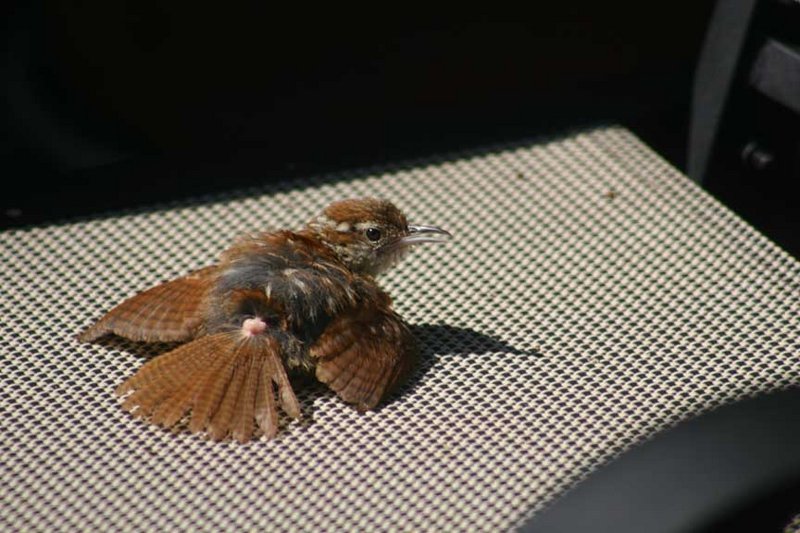 Sunbathing C. Wren