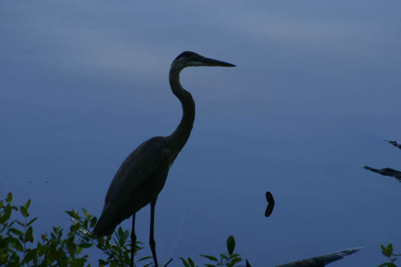 GBH