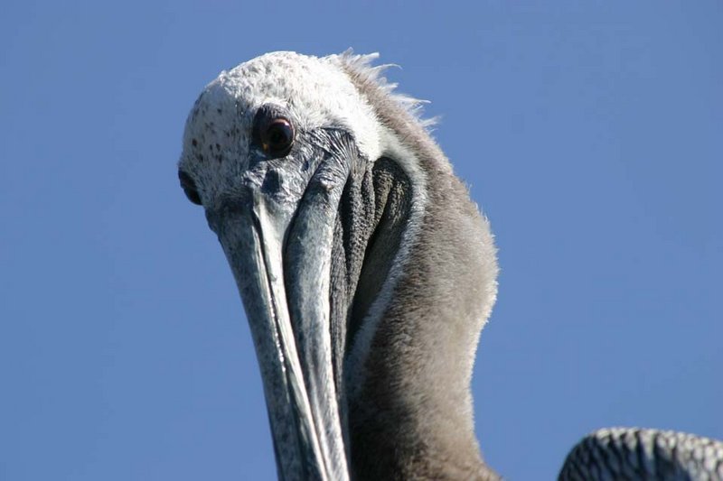 Pelican 3