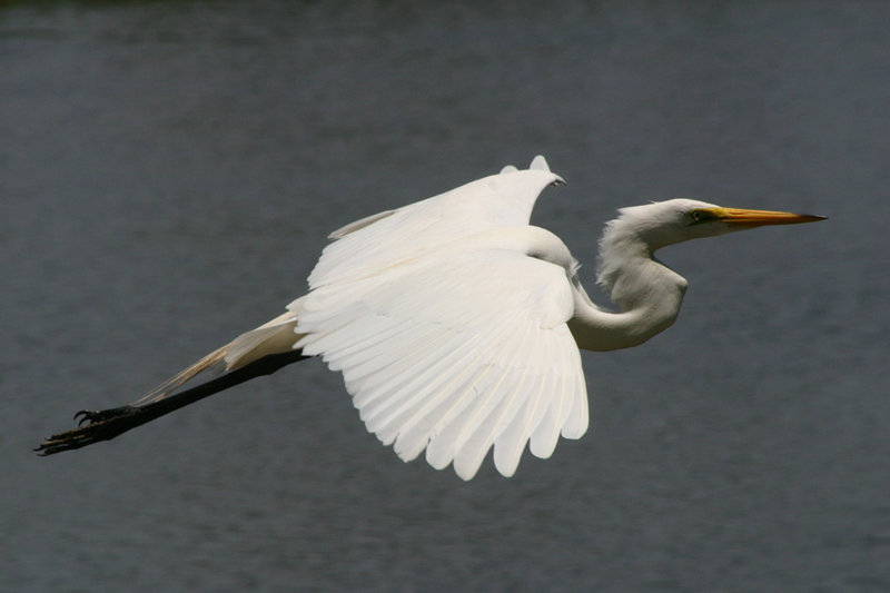 Egret